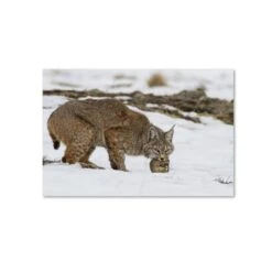 Verdon 'Bob The Cat' Canvas Art, 16x24