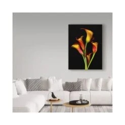Susan S. Barmon 'Calla Lilies 2017' Canvas Art, 14x19 -Zoro Tools Shop TG20Midco20LLC20dba20Trademark20Global20LLC ali34388xxv3