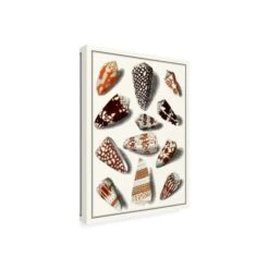 Vision Studio 'Collected Shells V' Canvas Art, 14x19 -Zoro Tools Shop TG20Midco20LLC20dba20Trademark20Global20LLC wag14961xxv2