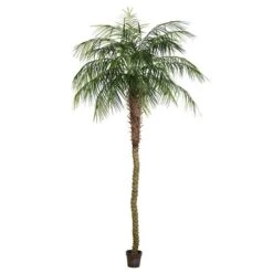 9 Ft. Potted Pheonix Palm Tree 1144-Leaves