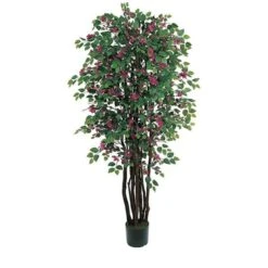Bougainvillea Silk Tree 6
