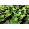 JTT Scenery JTT95592 Ho Rhubarb Plants; Pack Of 28