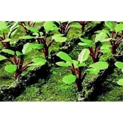 JTT Scenery JTT95592 Ho Rhubarb Plants; Pack Of 28