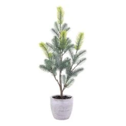 19 In. Blue Spruce Sapling Potted