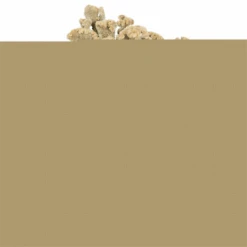 18-24 In. Cream Dried Celosia Coxcomb 4 Oz Bunch