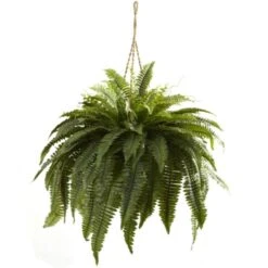 Double Giant Boston Fern Hanging Basket