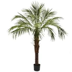 6 And Rsquo; Robellini Palm Tree