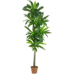 6 And Rsquo; Dracaena Silk Plant - Real Touch