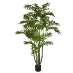 5 In. Areca Silk Tree
